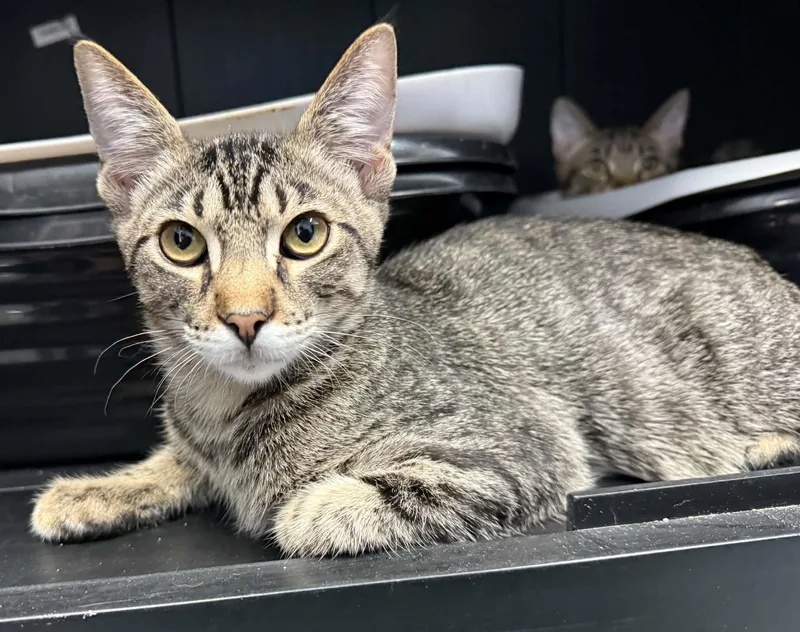 A young small-sized male Tabby (Gray / Blue / Silver) Domestic Short Hair cat named Willy for adoption in Weatherford, TX