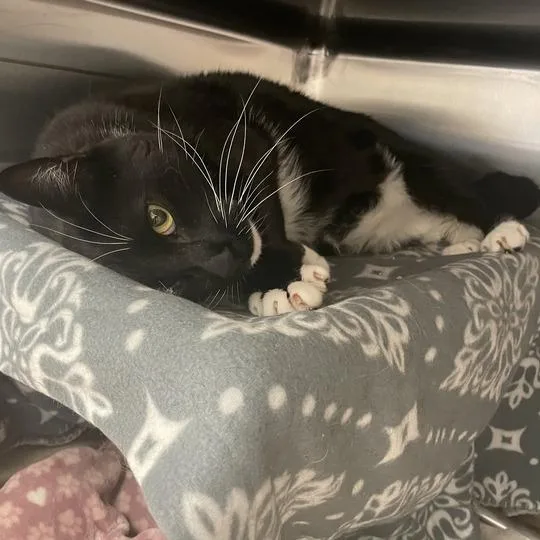 An adult extra large-sized male Black Domestic Short Hair cat named Oscar for adoption in Enfield, NH