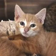 A baby small-sized male Buff / Tan / Fawn Domestic Short Hair cat named NCI Comic Sans for adoption in Port Washington, NY
