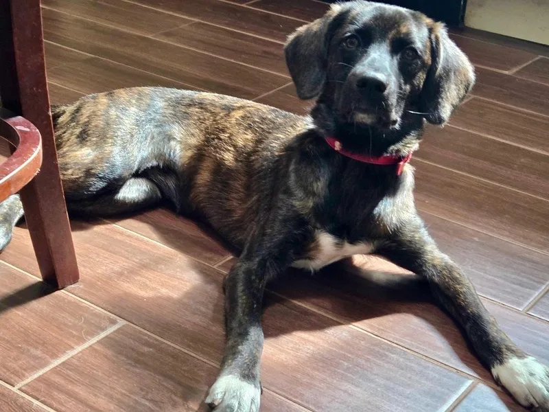 A baby medium-sized female Plott Hound dog named Scarlett for adoption in Mocksville, NC
