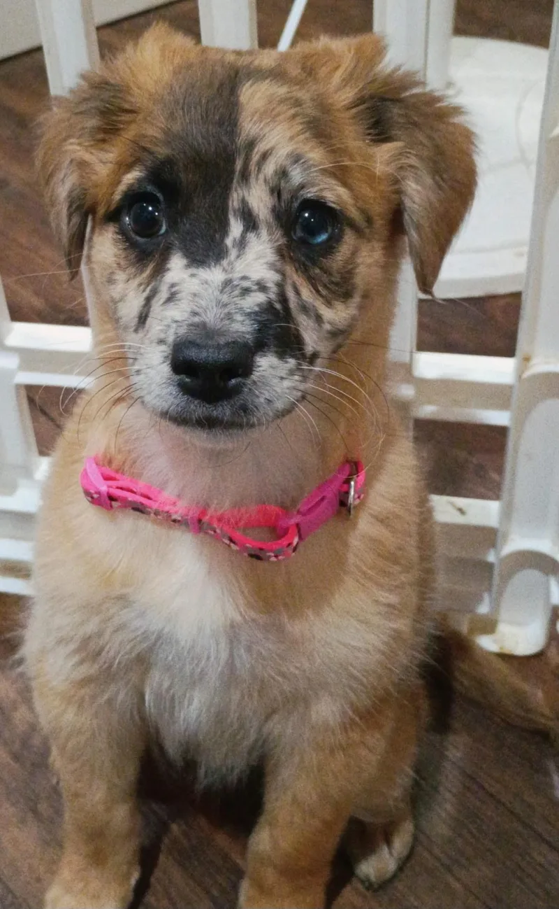 A baby medium-sized female White / Cream Yorkshire Terrier dog named Princess Peebles for adoption in Franklin, TN