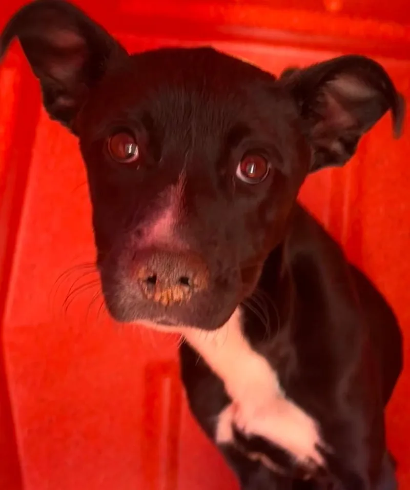 A young large-sized female Rat Terrier dog named Bugs for adoption in Elizabethton, TN