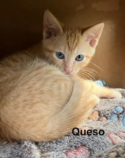 Queso