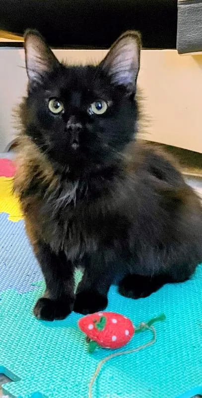 A young small-sized male Black Bombay cat named Willy for adoption in Anthem, AZ