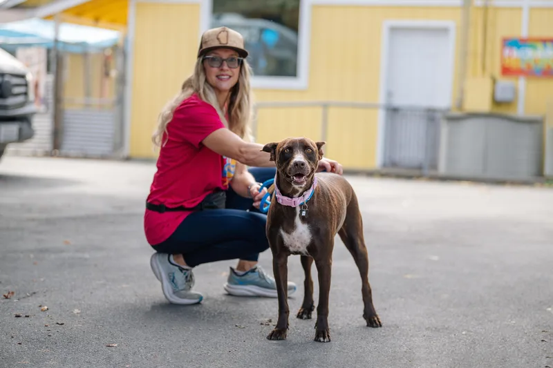 A young medium-sized female Labrador Retriever dog named Mia for adoption in Santa Rosa, CA