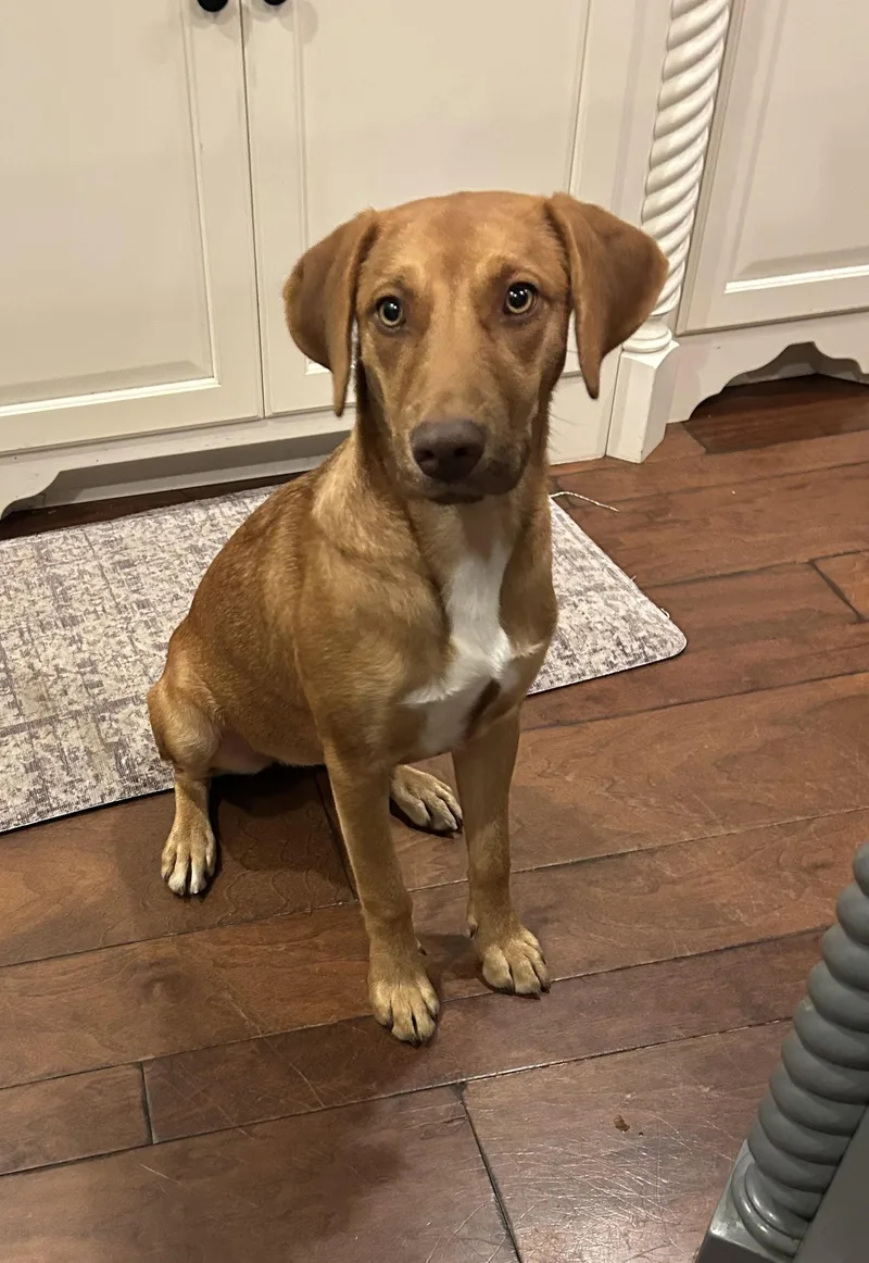 A young medium-sized female Beagle dog named Ninny for adoption in Spring City, PA
