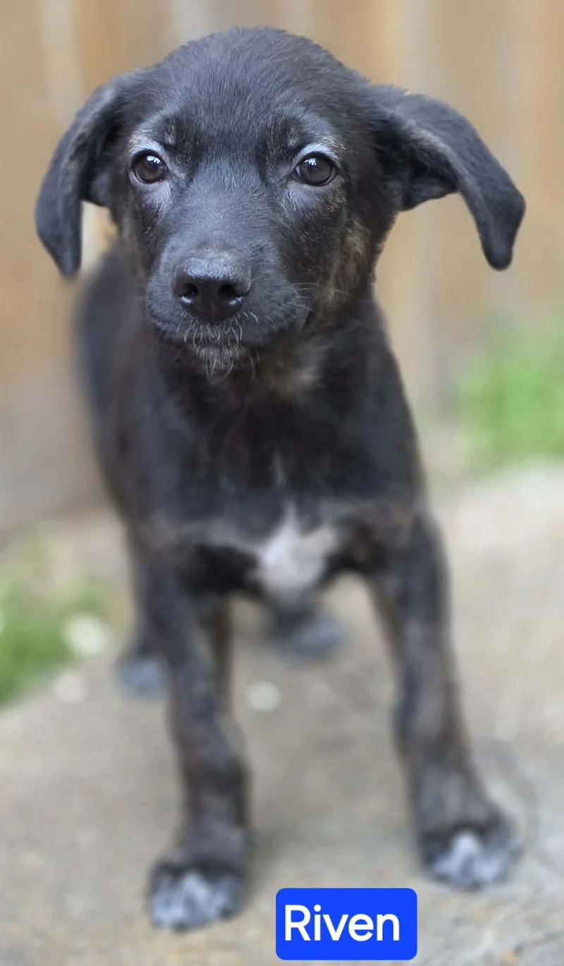A baby large-sized male Black German Shepherd Dog dog named Riven for adoption in Greeneville, TN