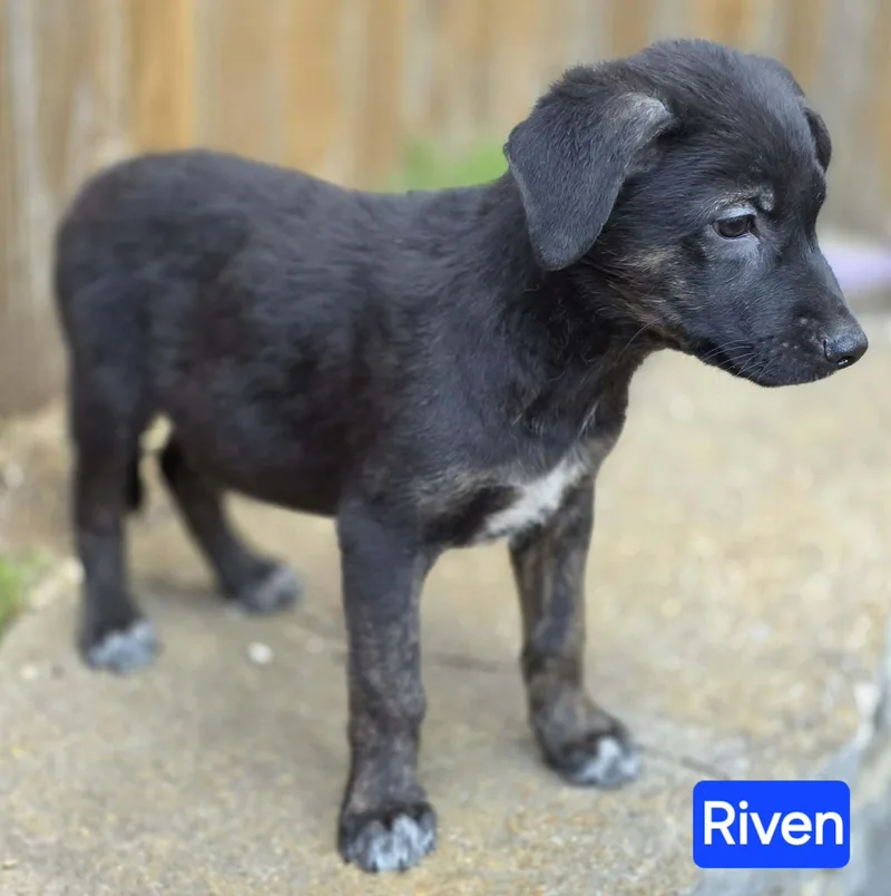 Riven thumbnail 2