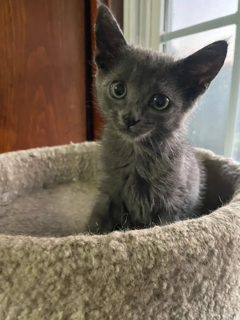 A young small-sized male Gray / Blue / Silver American Shorthair cat named Asher for adoption in Waverly, IA