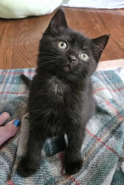 A baby small-sized female Domestic Short Hair cat named Sofia for adoption in Quakertown, PA