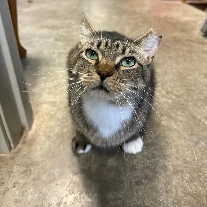 An adult small-sized male Brown / Chocolate Domestic Short Hair cat named Bullwinkle for adoption in Richmond, IN