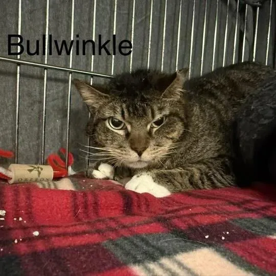 Bullwinkle thumbnail 2