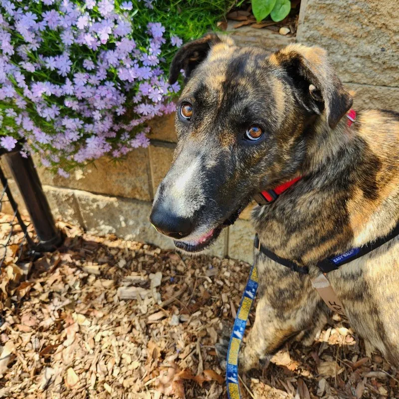 An adult large-sized male Brindle Hound dog named Chesney for adoption in Falls Church, VA