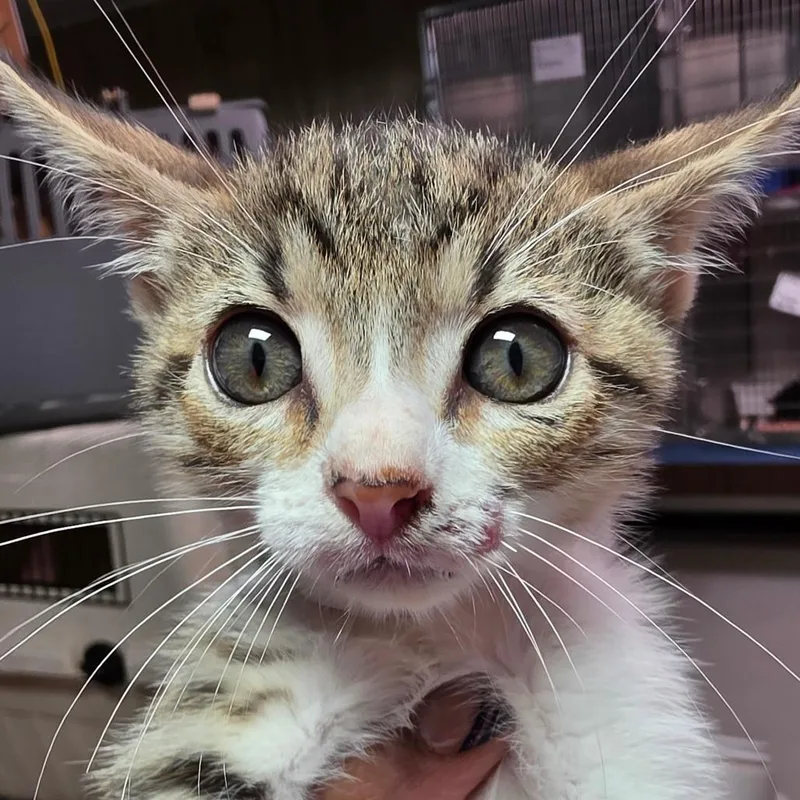 A baby small-sized male Brown / Chocolate Domestic Short Hair cat named Skid for adoption in Leander, TX