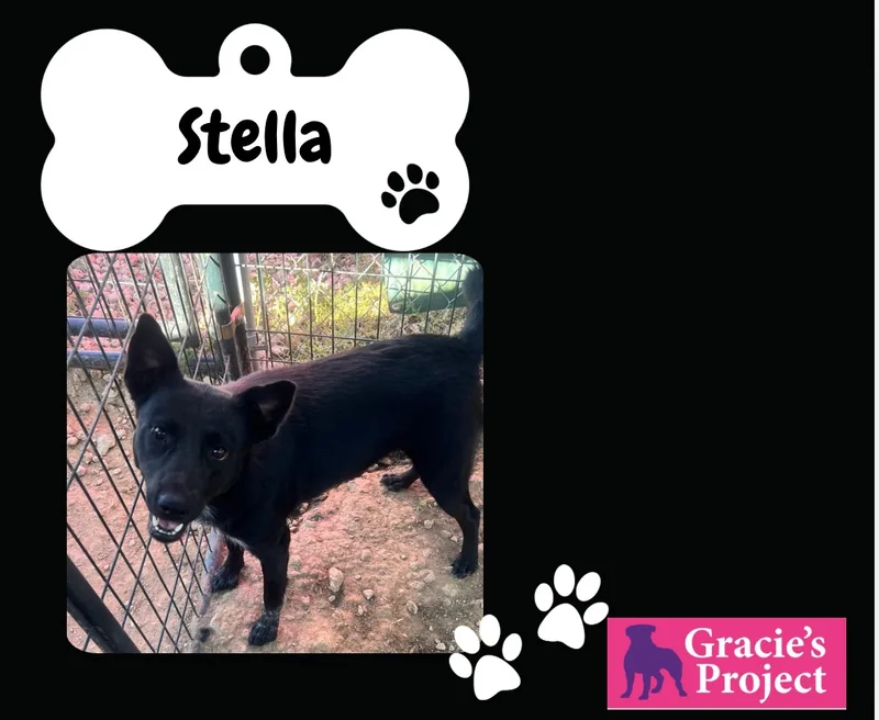 An adult medium-sized female Border Collie dog named Stella for adoption in Canyon, TX