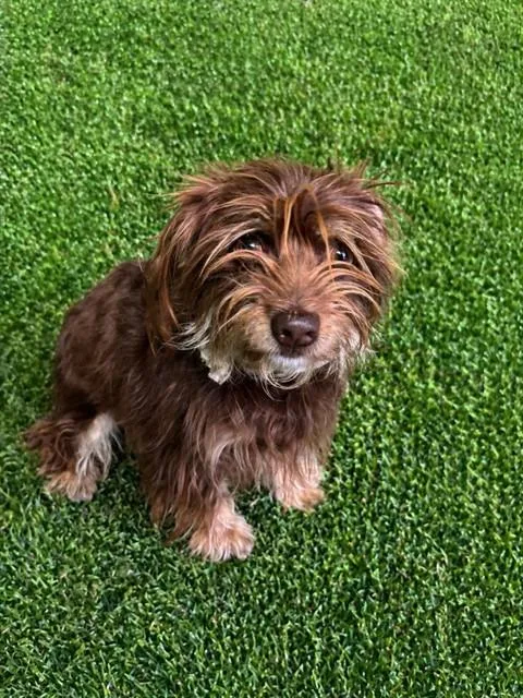 A young small-sized female Terrier dog named Maple for adoption in Lancaster, CA