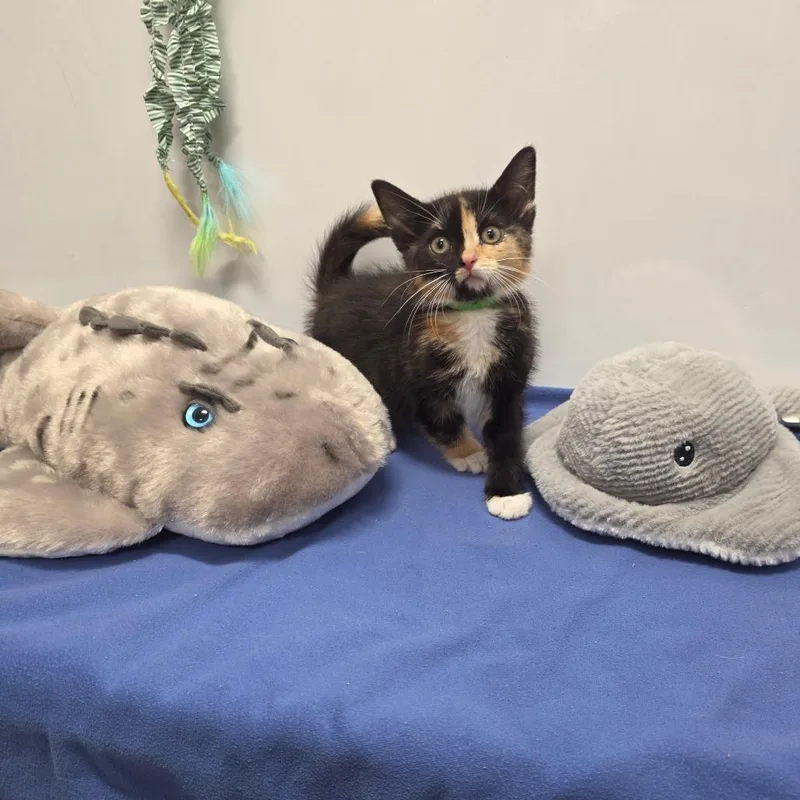 A baby small-sized female Calico Domestic Short Hair cat named Genesis for adoption in Fort Wayne, IN