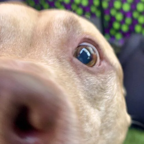 An adult large-sized male Yellow / Tan / Blond / Fawn American Staffordshire Terrier dog named Mateo for adoption in Glendale, AZ