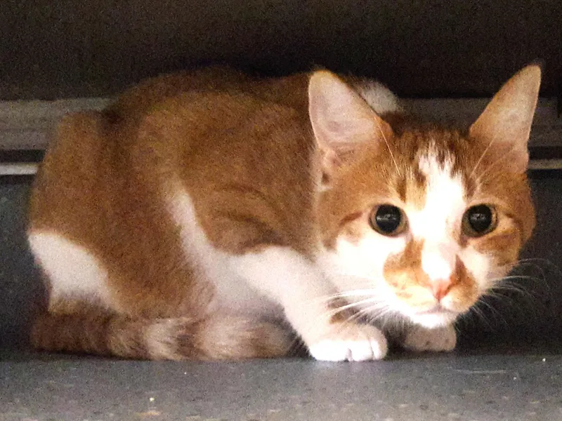 An adult medium-sized male Orange & White Domestic Short Hair cat named Lil Homie for adoption in Mesquite, NV