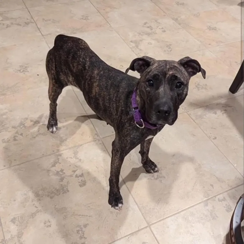 Lima Bean thumbnail 2