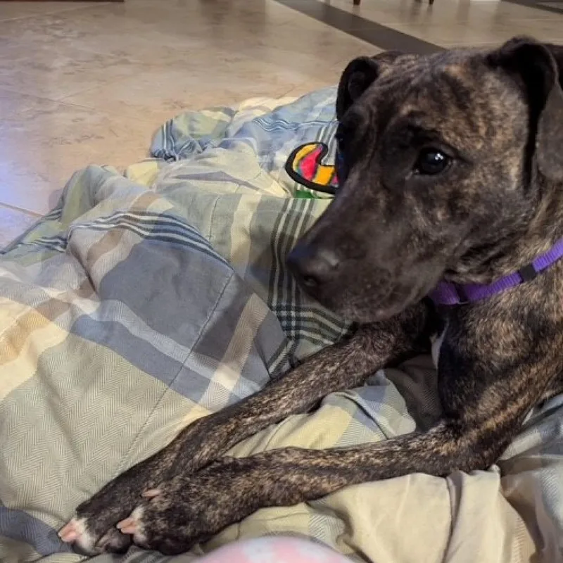 Lima Bean thumbnail 3