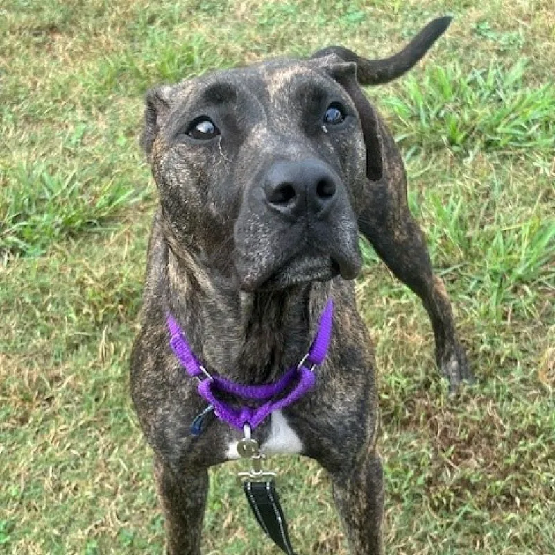 Lima Bean thumbnail 4