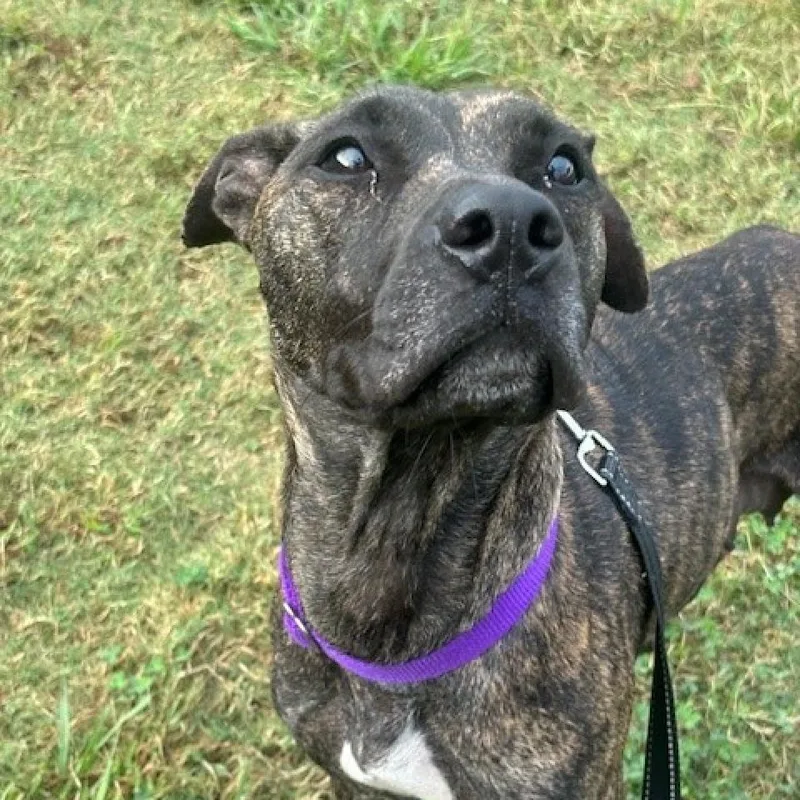 Lima Bean thumbnail 5