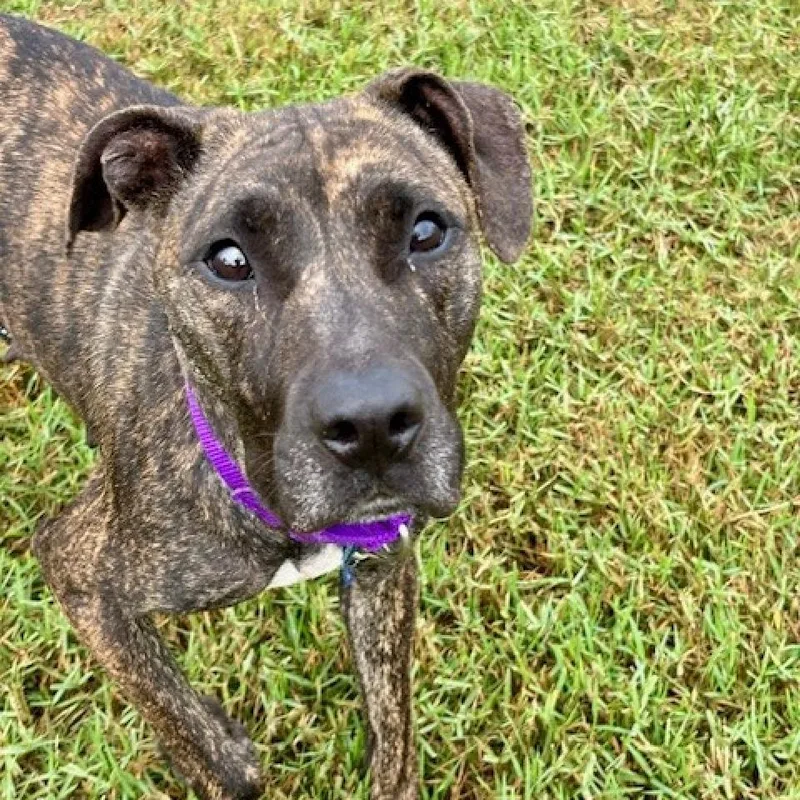 Lima Bean thumbnail 6