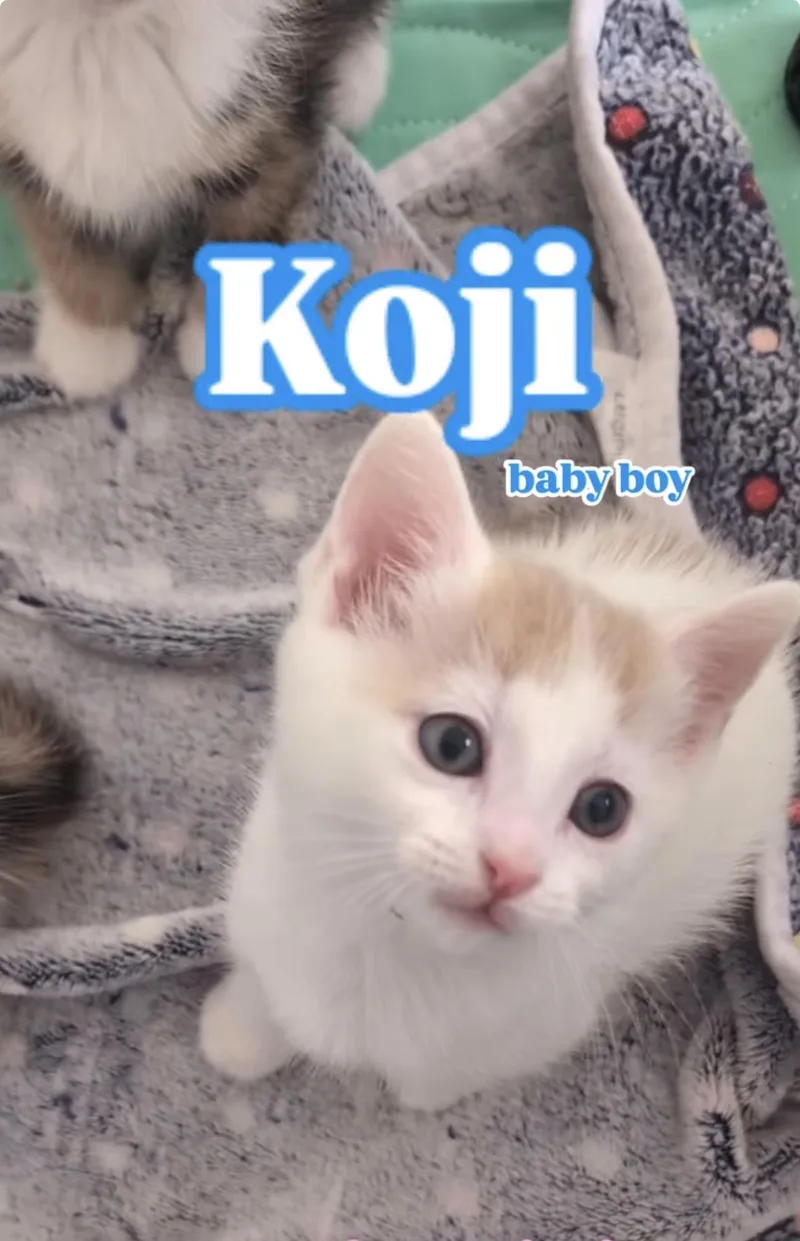 A baby medium-sized male Domestic Short Hair cat named Koji for adoption in Haddon Heights, NJ