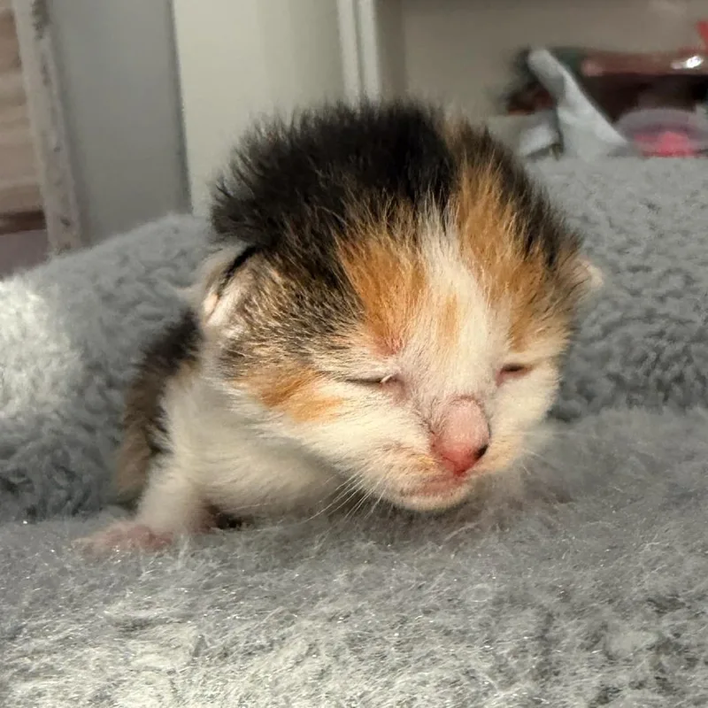 A baby small-sized female Calico Domestic Short Hair cat named Rosetta for adoption in Mebane, NC