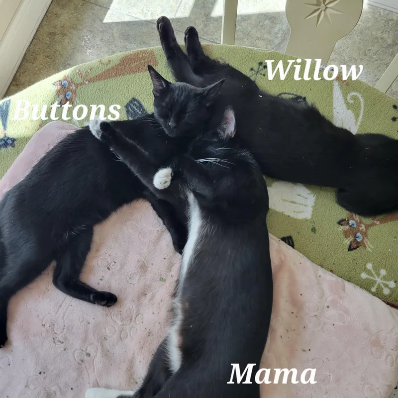 Buttons & Willow thumbnail 6