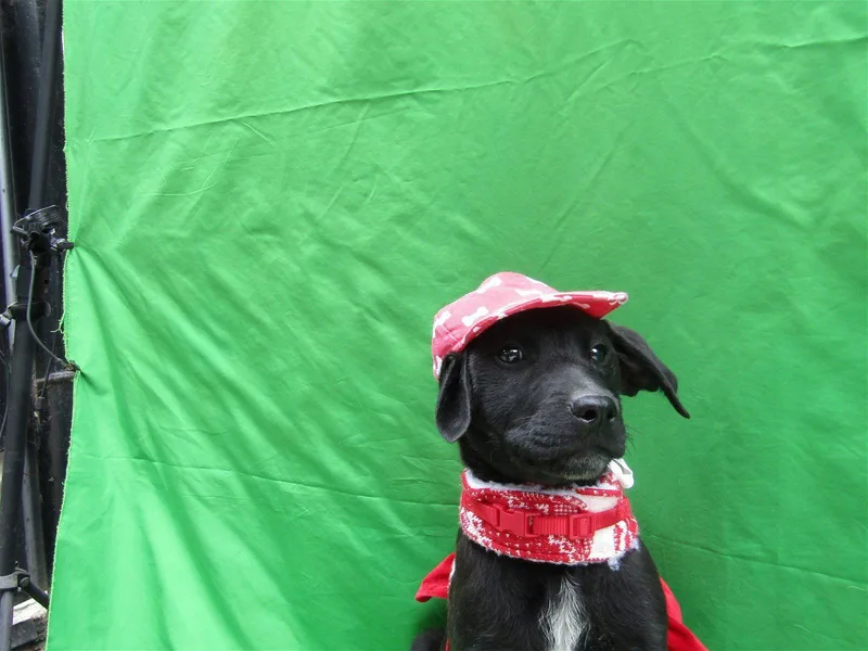 A young medium-sized female Dalmatian dog named Arayass for adoption in San Diego, CA