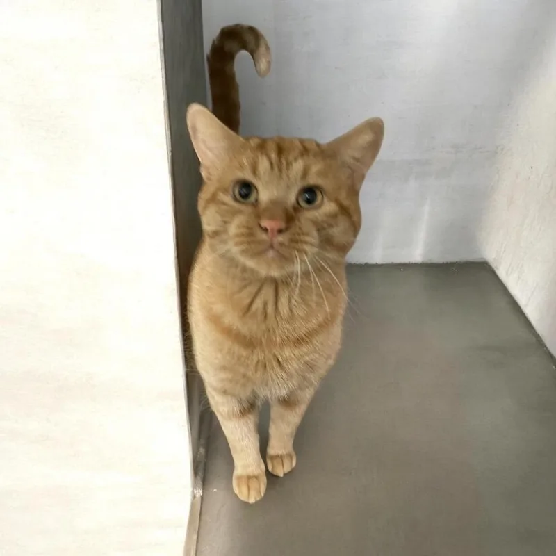 An adult large-sized male Domestic Short Hair cat named Sherwood for adoption in Westport, CT