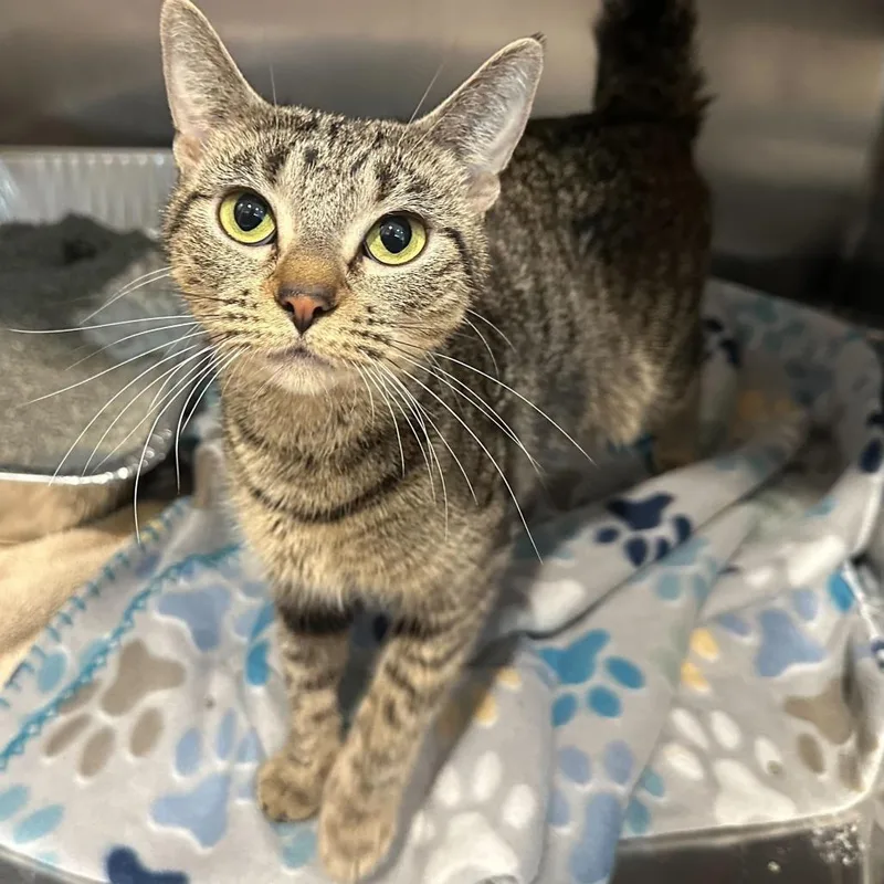 A young medium-sized female Brown / Chocolate Domestic Short Hair cat named Sacagawea for adoption in Matteson, IL