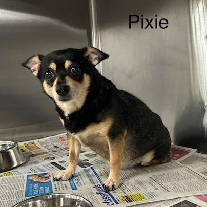 Pixie