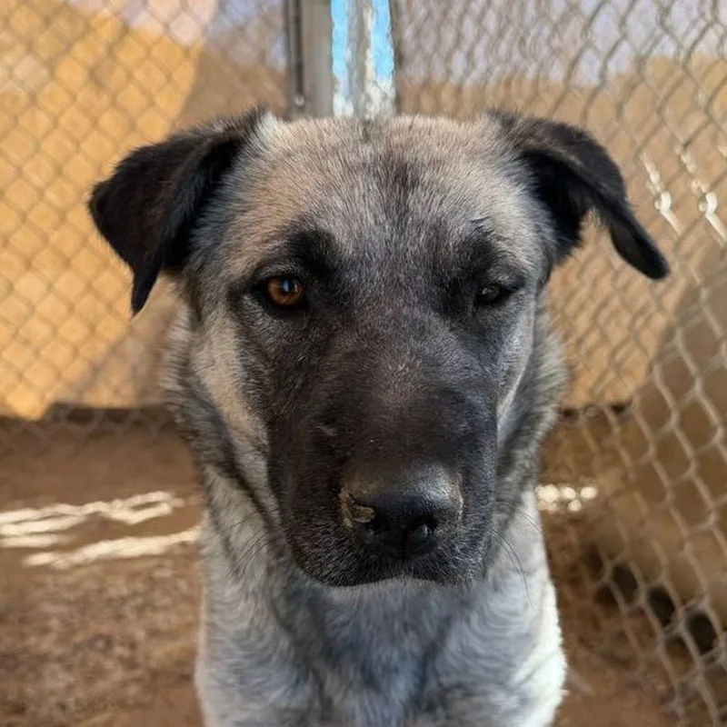An adult large-sized female White / Cream Anatolian Shepherd dog named Rosegold for adoption in Kingman, AZ