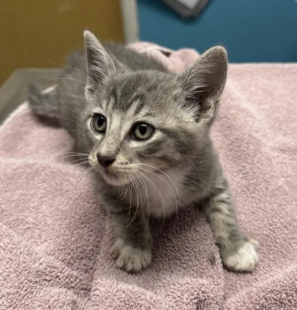 A baby medium-sized male Domestic Short Hair cat named Tree for adoption in Escondido, CA