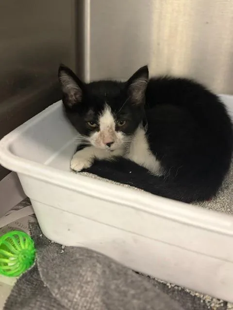 A baby medium-sized male Domestic Short Hair cat named Monkey for adoption in Portland, IN