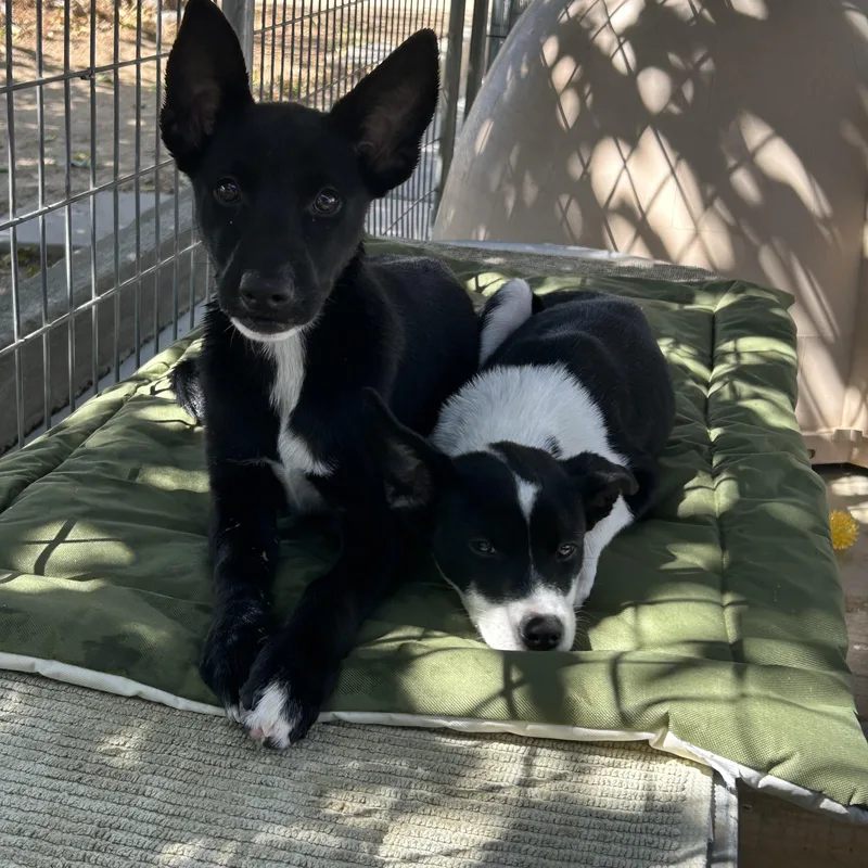 A baby small-sized female Black Rat Terrier dog named Figgy for adoption in Littlerock, CA