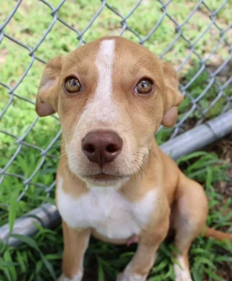 Pup Jimmy thumbnail 2