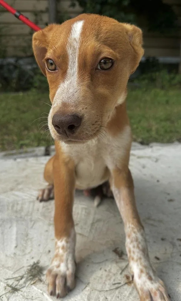 Pup Jimmy thumbnail 3
