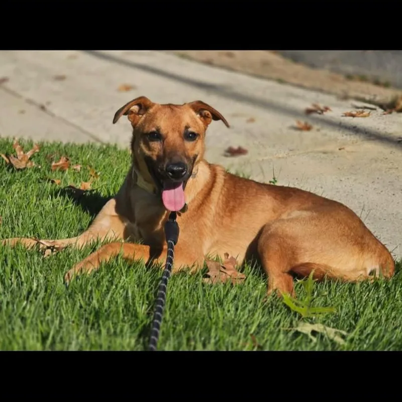 A baby medium-sized female German Shepherd Dog dog named Falcon for adoption in Philadelphia, PA