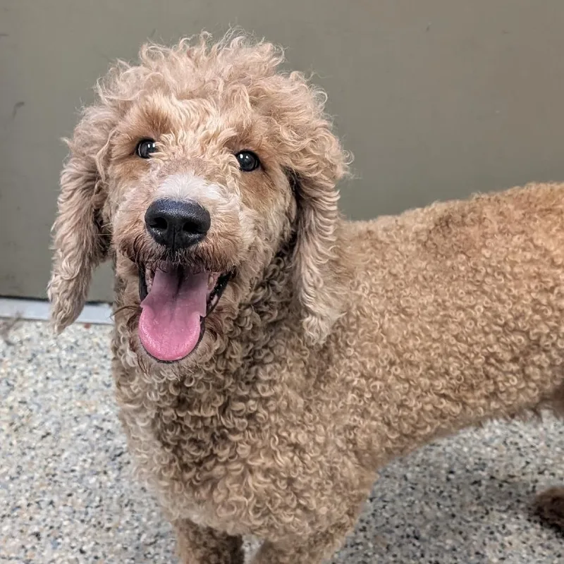 An adult medium-sized female Brown / Chocolate Mixed Breed dog named Ruby for adoption in West Olive, MI