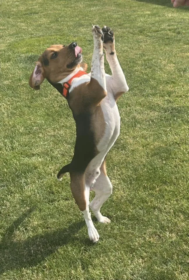 An adult medium-sized male Beagle dog named Woodstock for adoption in Racine, WI