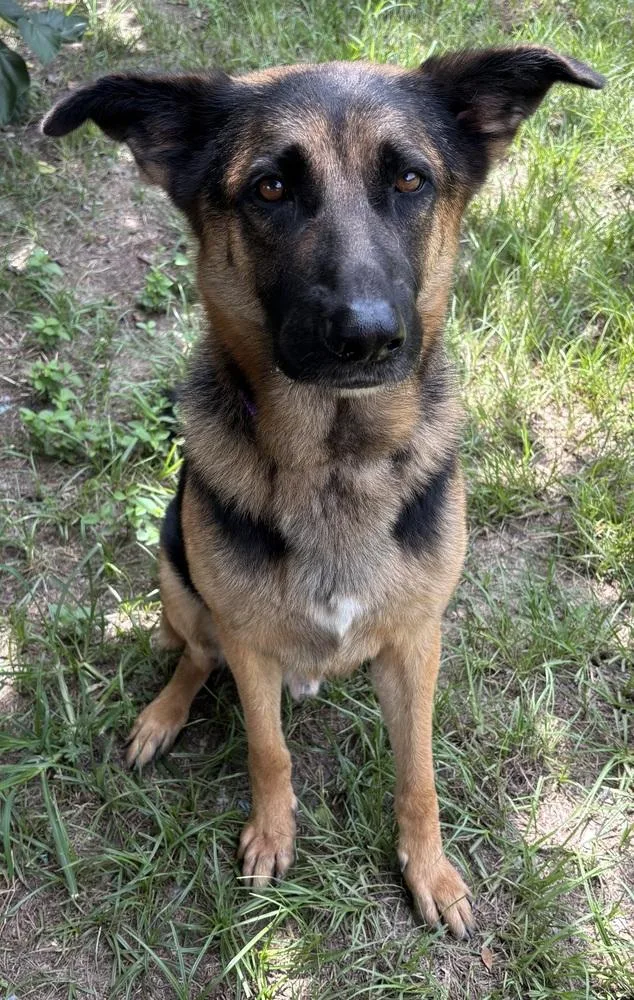 A young large-sized male Tricolor (Brown, Black, & White) German Shepherd Dog dog named Corporal for adoption in Brookshire, TX