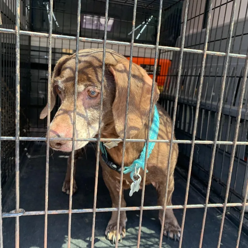 A senior medium-sized male Brown / Chocolate Dachshund dog named Mocha Latte Fka Frank for adoption in Charlottesville, VA