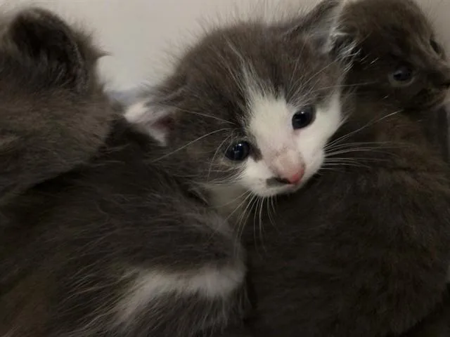 A baby small-sized male Domestic Medium Hair cat named Shadow for adoption in Ontario, CA