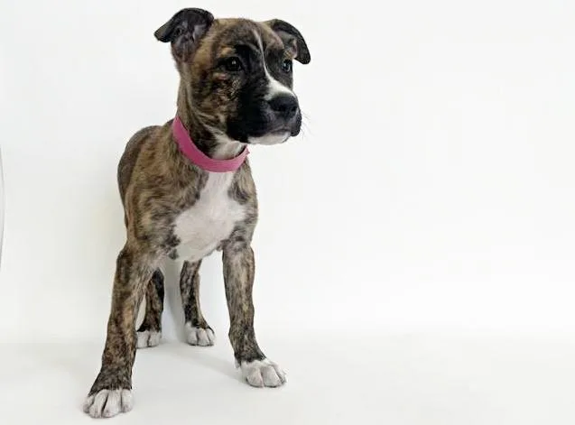 A baby small-sized female Pit Bull Terrier dog named Hazel for adoption in Saint Louis, MO