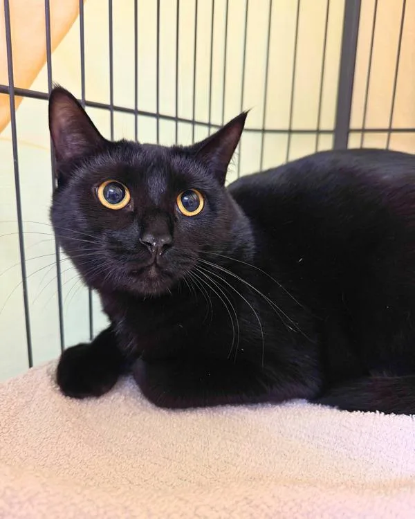 A young small-sized female Domestic Short Hair cat named Honu for adoption in Novato, CA