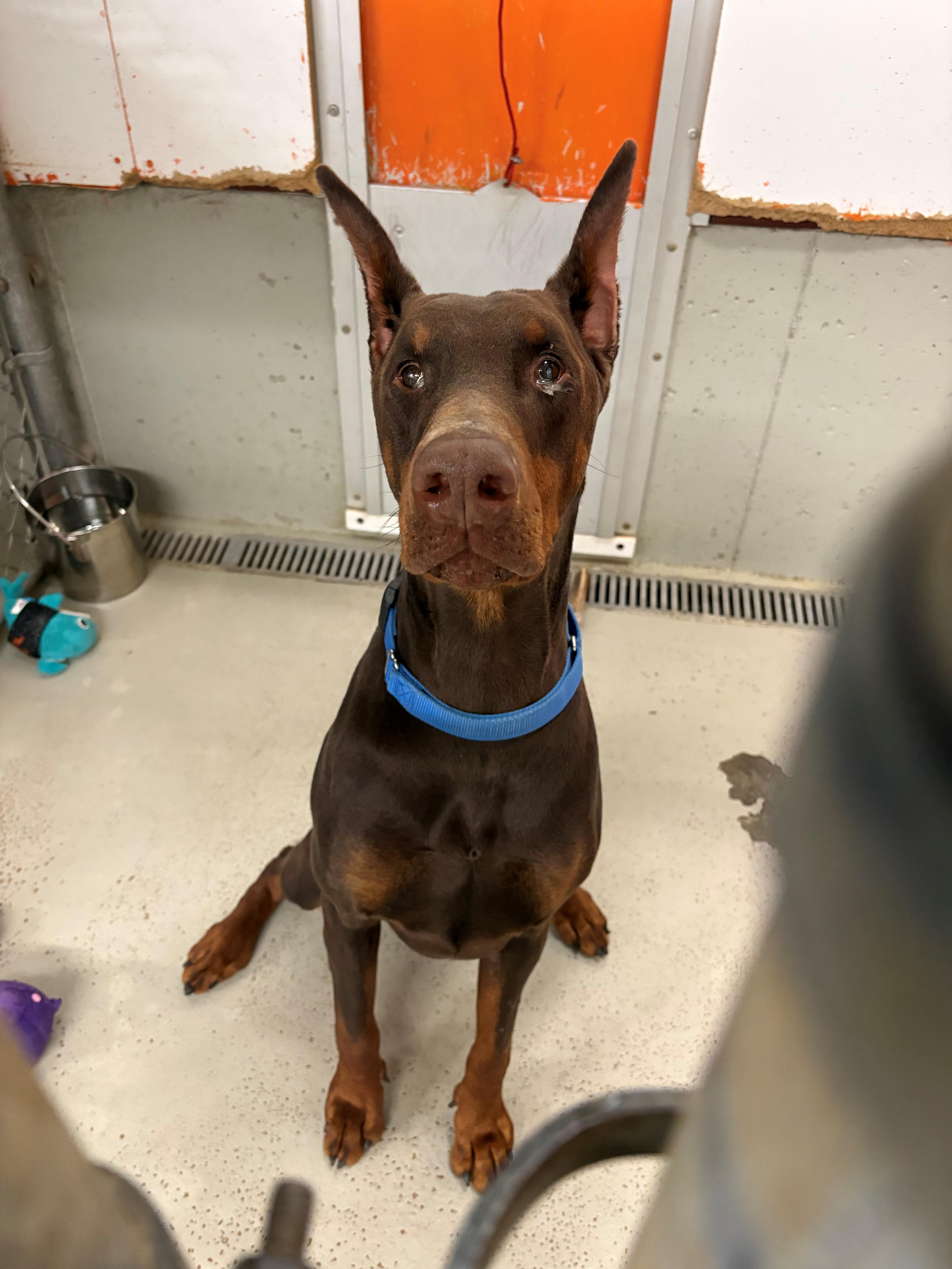 An adult large-sized male Red / Chestnut / Orange Doberman Pinscher dog named Raj for adoption in Kingston, MA